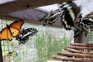 Zanzibar: rondleiding door het Jozani Forest National Park