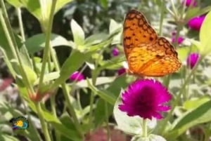 Zanzibar: rondleiding door het Jozani Forest National Park