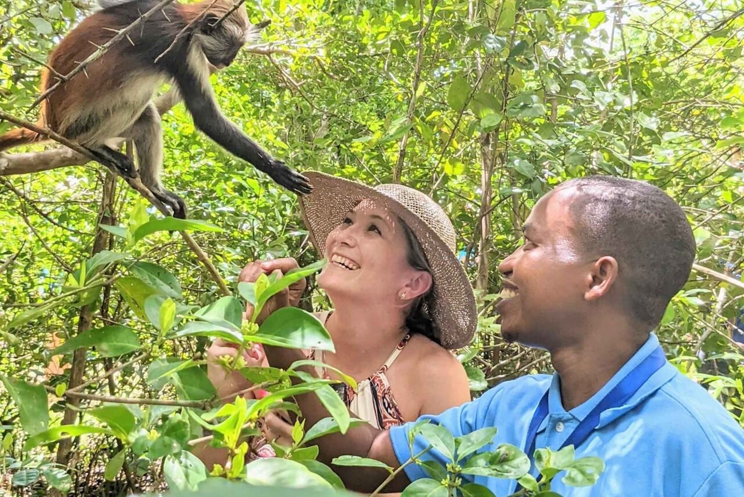 Zanzibar: passeio pela natureza e vida selvagem na floresta de Jozani