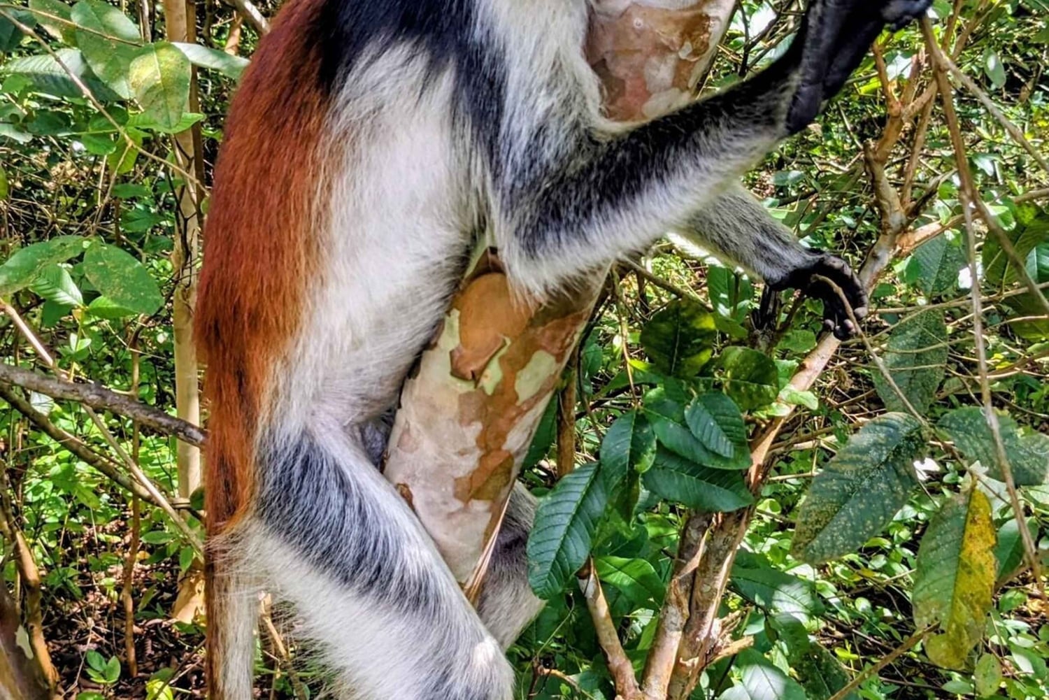 Zanzibar: passeio pela natureza e vida selvagem na floresta de Jozani