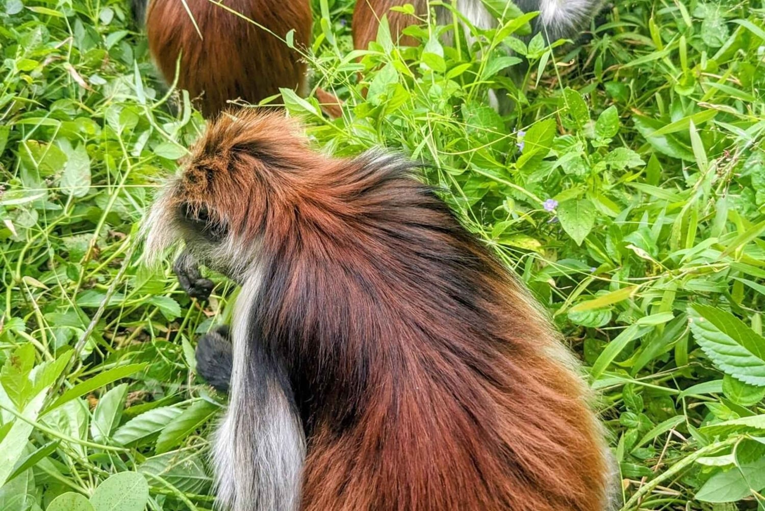 Zanzibar: passeio pela natureza e vida selvagem na floresta de Jozani