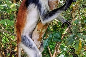 Zanzibar: passeio pela natureza e vida selvagem na floresta de Jozani