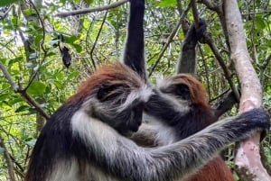 Zanzibar: passeio pela natureza e vida selvagem na floresta de Jozani