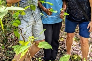 Zanzibar: passeio pela natureza e vida selvagem na floresta de Jozani