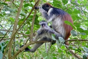 Zanzibar: Jozani Forest Park Halve Dag Tour