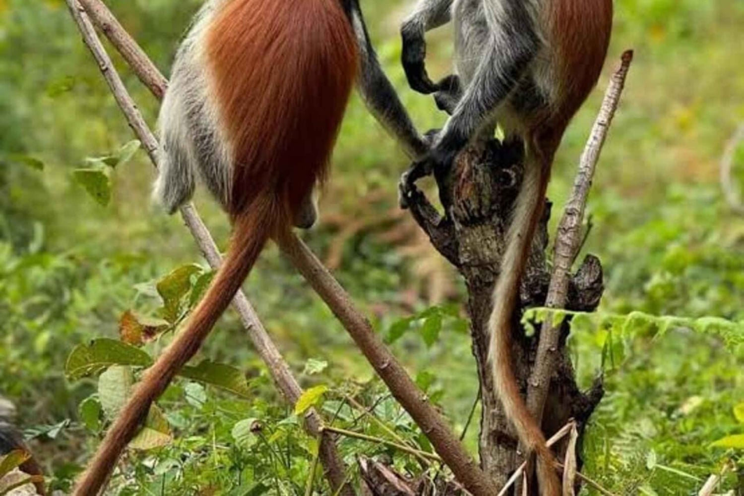Zanzibar: Floresta de Jozani, Ilha da Prisão e Tour pela Fazenda de Especiarias