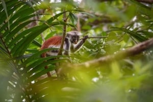 Zanzibar: Floresta de Jozani, Ilha da Prisão e Tour pela Fazenda de Especiarias