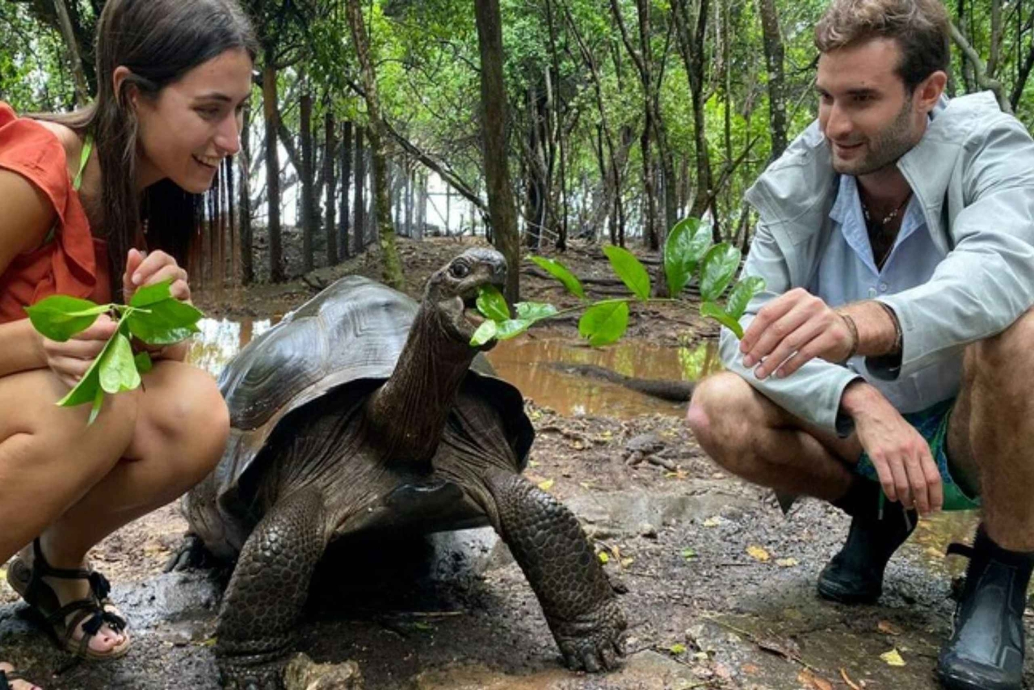 Zanzibar: tur til Jozani-skogen, fengselsøya og krydderfarm