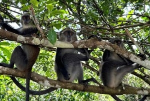 Zanzibar: Jozani-skogen, Fängelseön och kryddodling