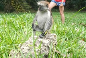 Zanzibar: Jozani-skogen, Fängelseön och kryddodling