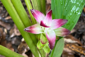 Zanzibar: Jozani-skogen, Fängelseön och kryddodling