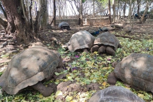 Zanzibar: Jozani-skogen, Fängelseön och kryddodling