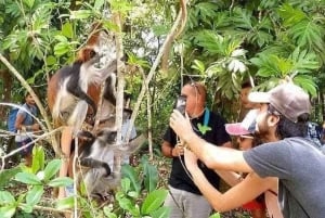 Zanzibar: Jozani-skogen, Fängelseön och kryddodling