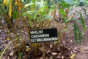 Zanzibar: Jozani-skogen, Fängelseön och kryddodling