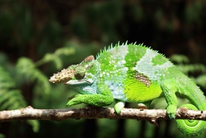 Zanzibar: tur til Jozani-skogen, fengselsøya og krydderfarm