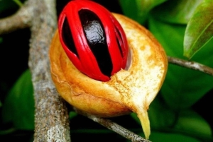 Zanzibar: tur til Jozani-skogen, fengselsøya og krydderfarm