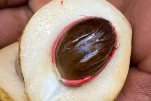 Zanzibar: tur til Jozani-skogen, fengselsøya og krydderfarm