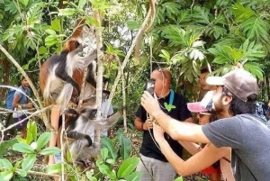 Zanzibar: tur til Jozani-skogen, fengselsøya og krydderfarm