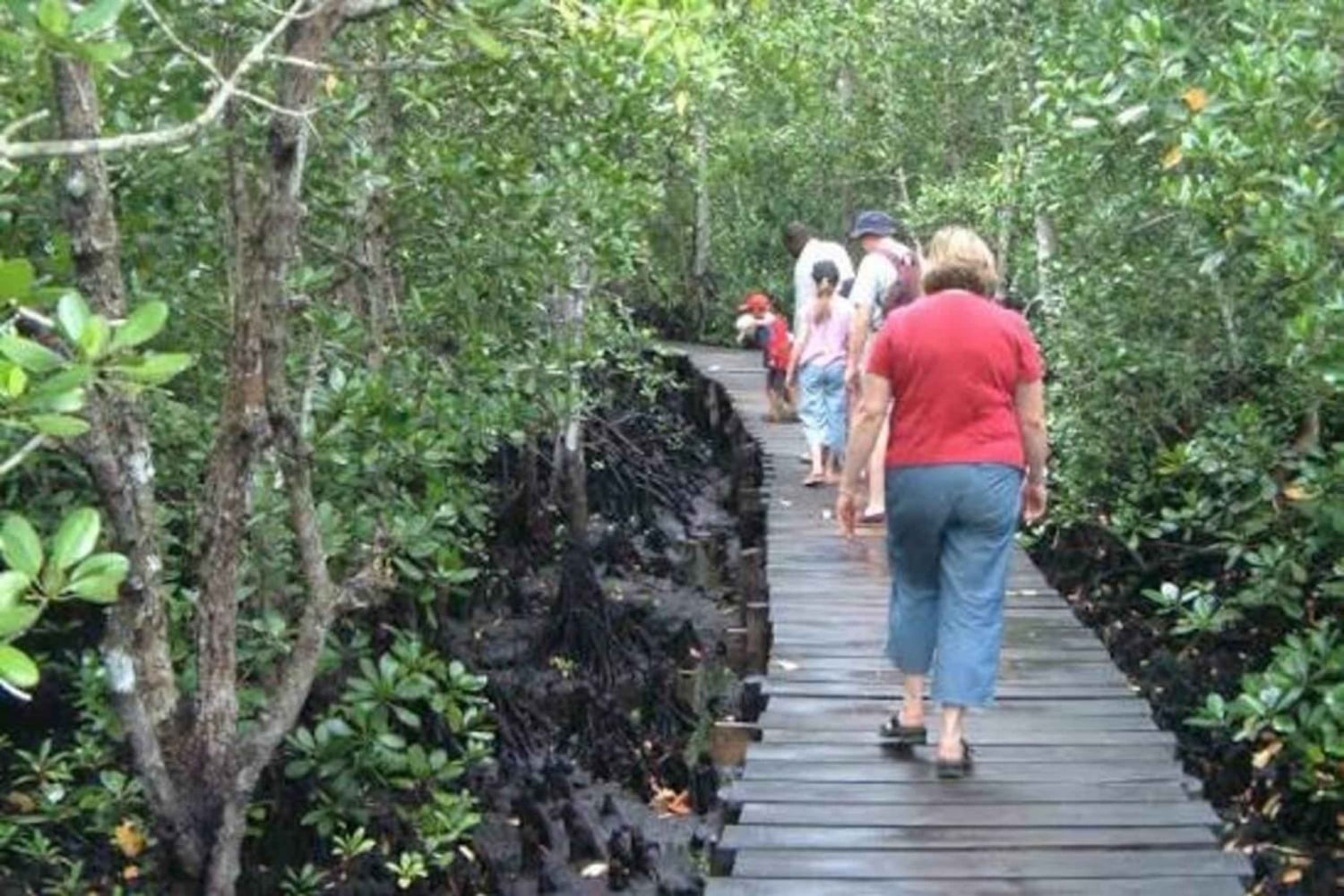 Zanzibar: passeio pelos mangais e colobos vermelhos da floresta de Jozani