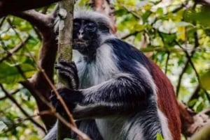 Zanzibar: passeio pelos mangais e colobos vermelhos da floresta de Jozani