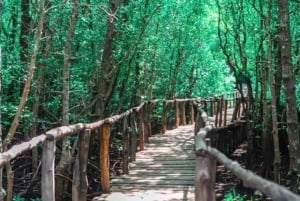 Zanzibar: passeio pelos mangais e colobos vermelhos da floresta de Jozani