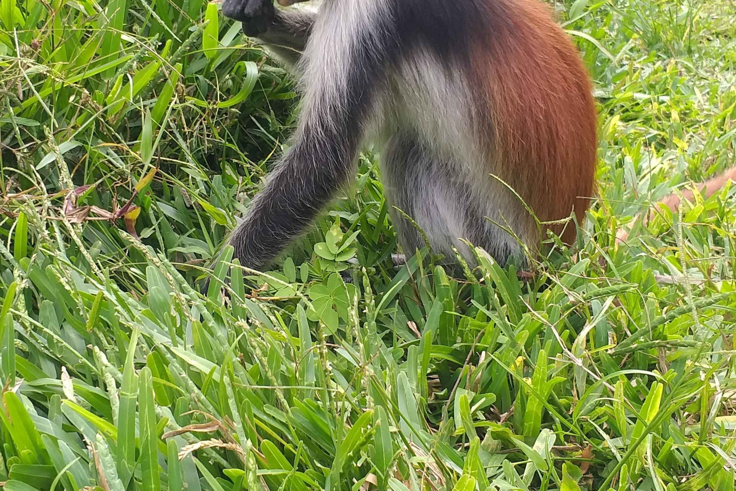 Zanzibar: Privat tur till Jozani Forest och röda colobusapor