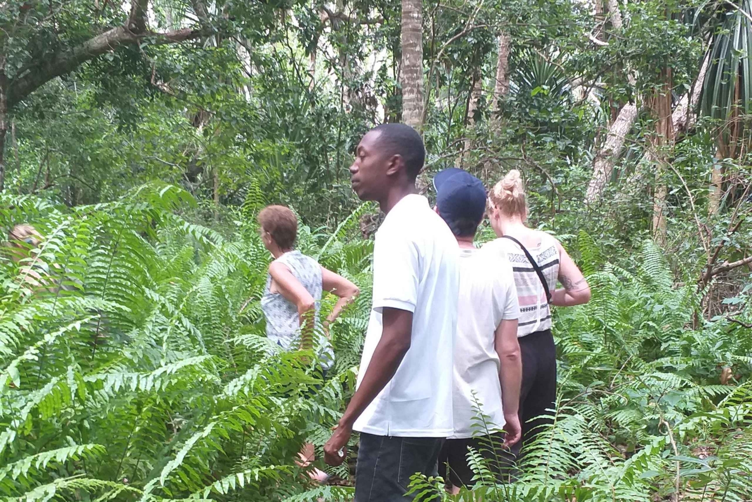 Zanzibar: Privat tur till Jozani Forest och röda colobusapor