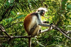 Zanzibar: Jozani Forest,Red colobus,the Rock Restaurant tour