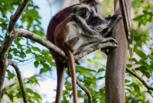 Zanzibar: Jozani Forest,Red colobus,the Rock Restaurant tour