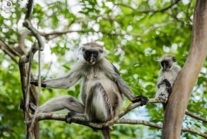 Zanzibar: Jozani Forest,Red colobus,the Rock Restaurant tour