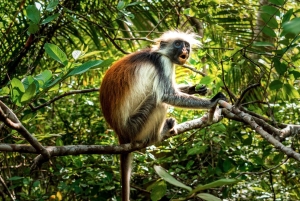 Zanzibar: Jozani Forest,Red colobus,the Rock Restaurant tour