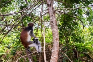 Zanzibar: Jozani Forest,Red colobus,the Rock Restaurant tour