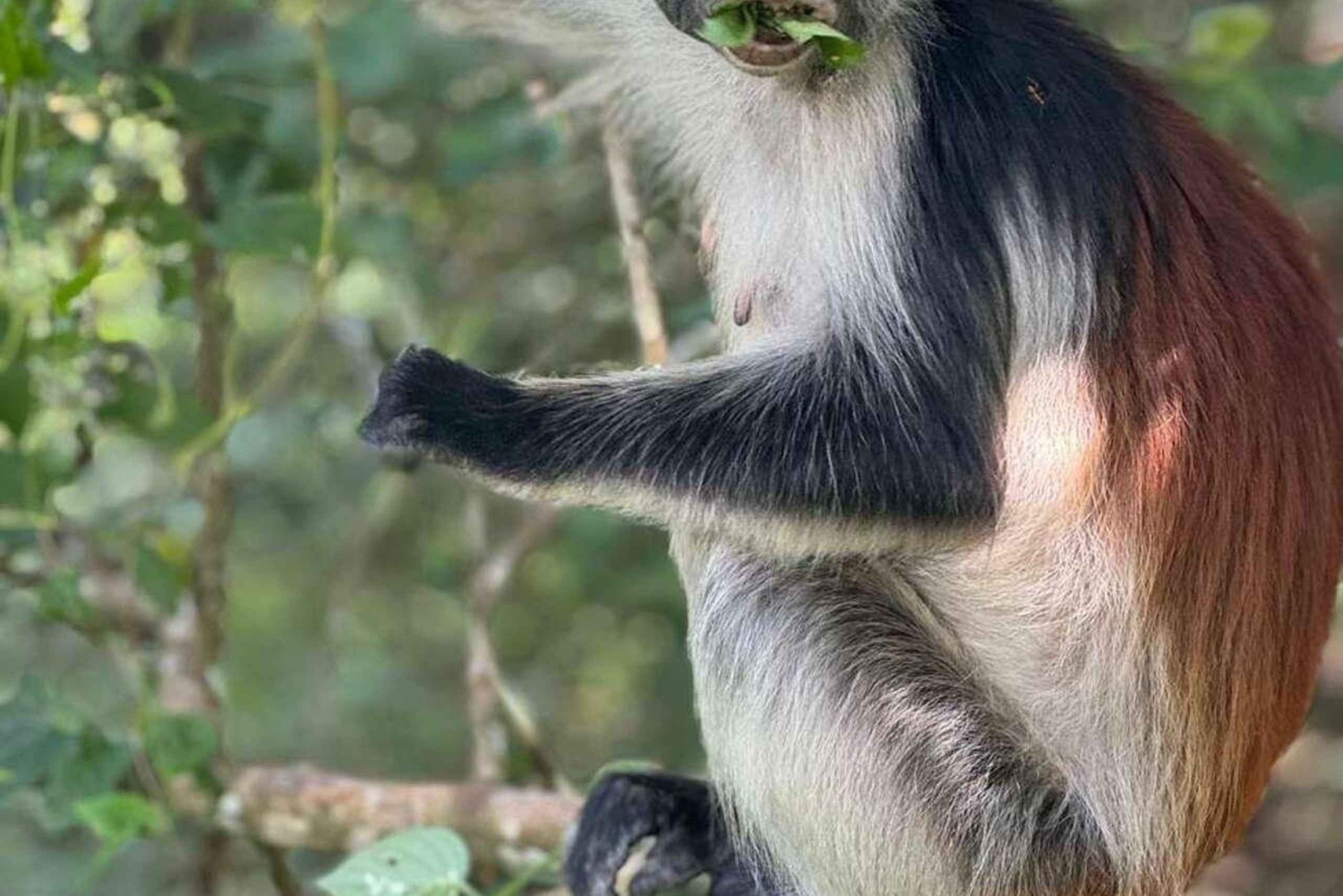 ZANZIBAR: Jozani Forest Red Monkeys & Maalum Cave Swimming