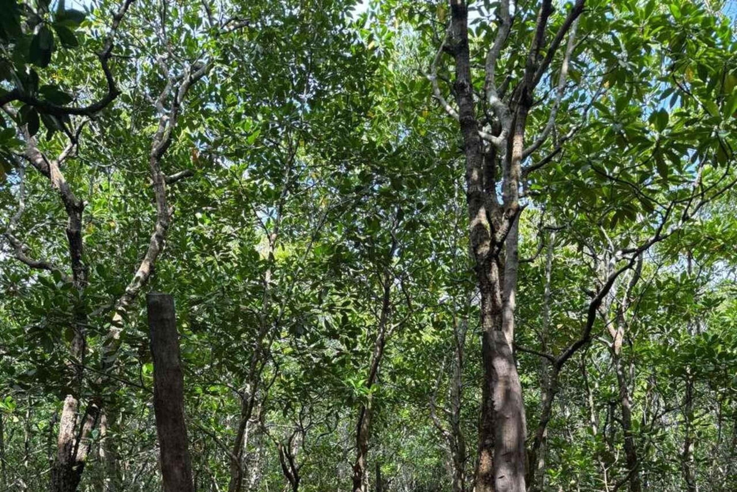 ZANZIBAR: Jozani Forest Red Monkeys & Maalum Cave Swimming