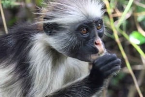 ZANZIBAR: czerwone małpy z lasu Jozani i pływanie w jaskini Maalum