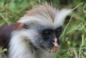 ZANZIBAR: czerwone małpy z lasu Jozani i pływanie w jaskini Maalum