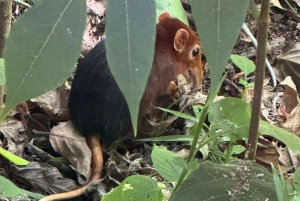 ZANZIBAR: Jozani Forest Red Monkeys & Maalum Cave Swimming