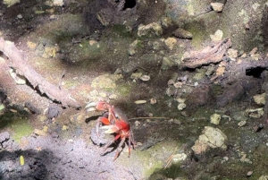ZANZIBAR: Jozani Forest Red Monkeys & Maalum Cave Swimming