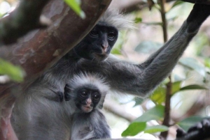 ZANZIBAR: Jozani Forest Red Monkeys & Maalum Cave Swimming