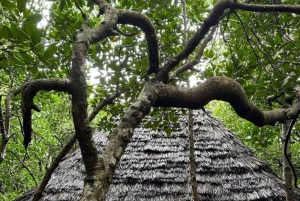 ZANZIBAR: Jozani Forest Red Monkeys & Maalum Cave Swimming