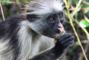 ZANZIBAR: Jozani Forest Red Monkeys & Maalum Cave Swimming