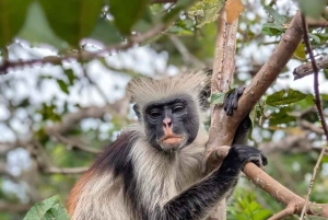 ZANZIBAR: Jozani Forest Red Monkeys & Maalum Cave Swimming