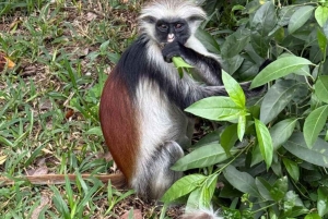 ZANZIBAR: Jozani Forest Red Monkeys & Maalum Cave Swimming