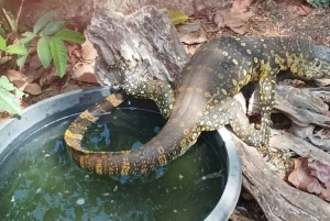 Zanzibar: Tutustu Jozanin metsään, matelijapuistoon ja Mtende Beachiin