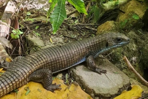 Zanzibar: Tutustu Jozanin metsään, matelijapuistoon ja Mtende Beachiin