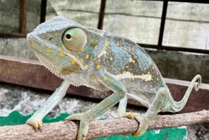 Zanzibar: Tutustu Jozanin metsään, matelijapuistoon ja Mtende Beachiin