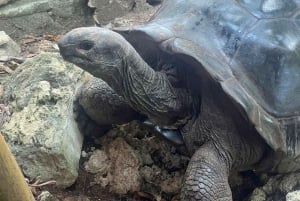 Sansibar: Jozani-Wald, Reptilienpark und Salaam-Höhlen-Tour