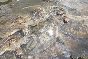 Sansibar: Jozani-Wald, Reptilienpark und Salaam-Höhlen-Tour