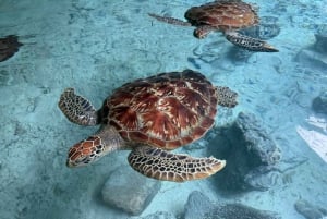 Sansibar: Jozani-Wald, Reptilienpark und Salaam-Höhlen-Tour