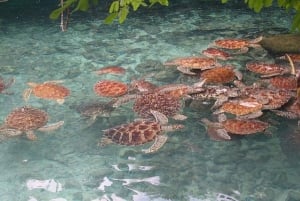 Sansibar: Jozani-Wald, Reptilienpark und Salaam-Höhlen-Tour